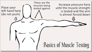 muscle test